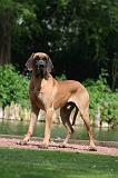 DOGUE ALLEMAND 838
